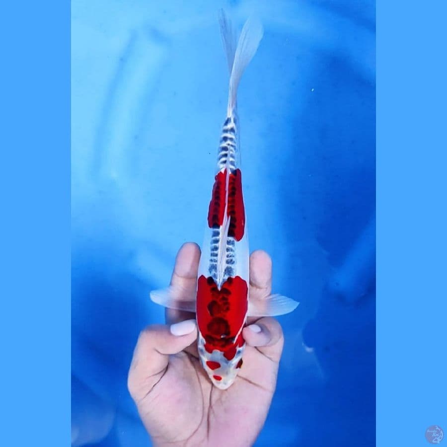 (24CM) RED GHOSIKI DOITSU - M