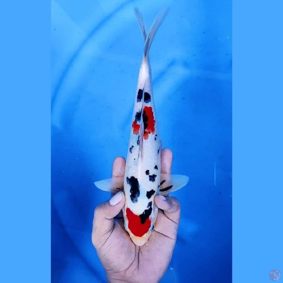 (27CM) MARUTEN SANKE ORIGINAL - M