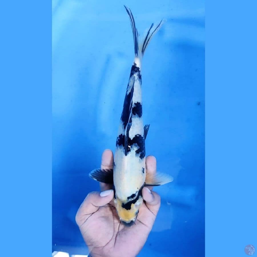 (28CM) SHIRO MANTAP - M