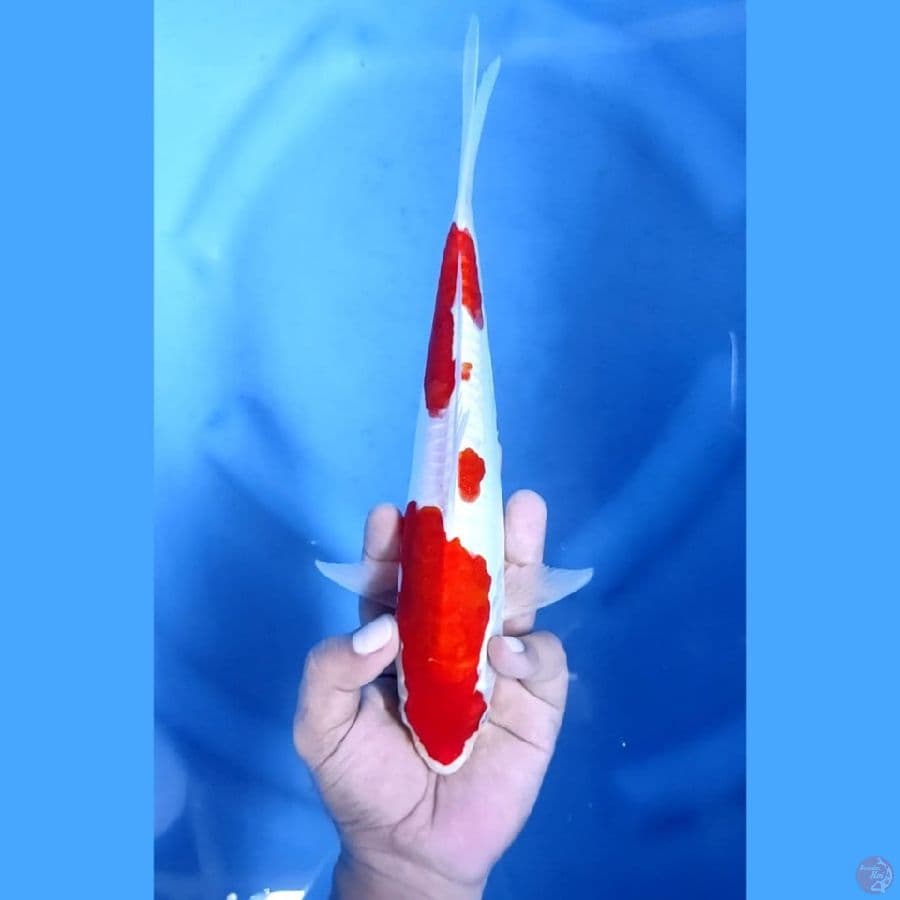 (27CM) KOHAKU DOITSU MANTAP - F