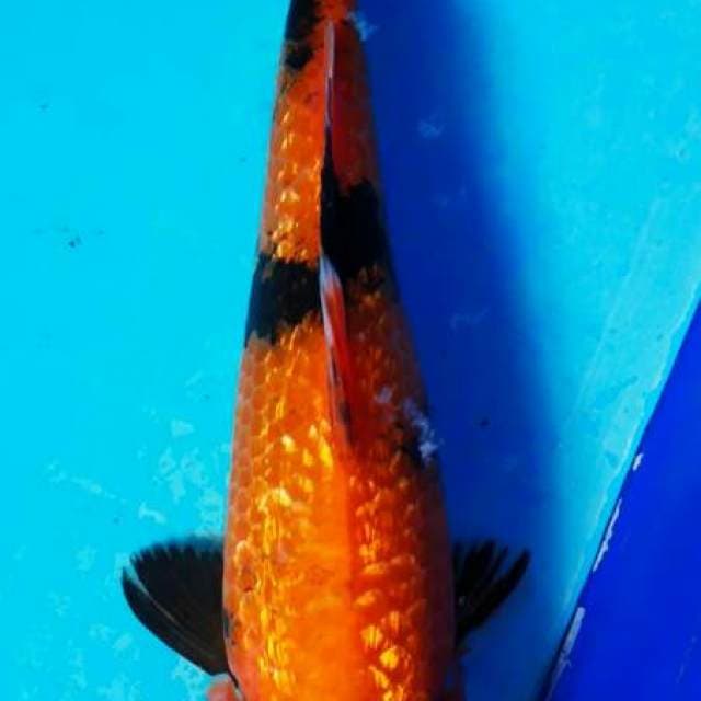 Utsuri gindrin