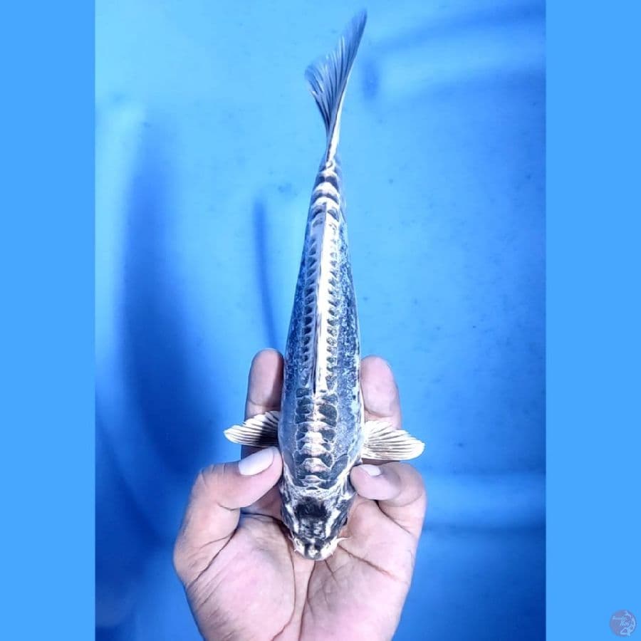 (21CM) DOITSU ARAGOKE MANTAP - F