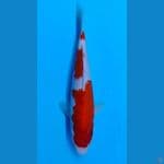 Kohaku sz 24cm