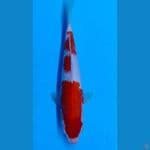 Kohaku sz 27cm