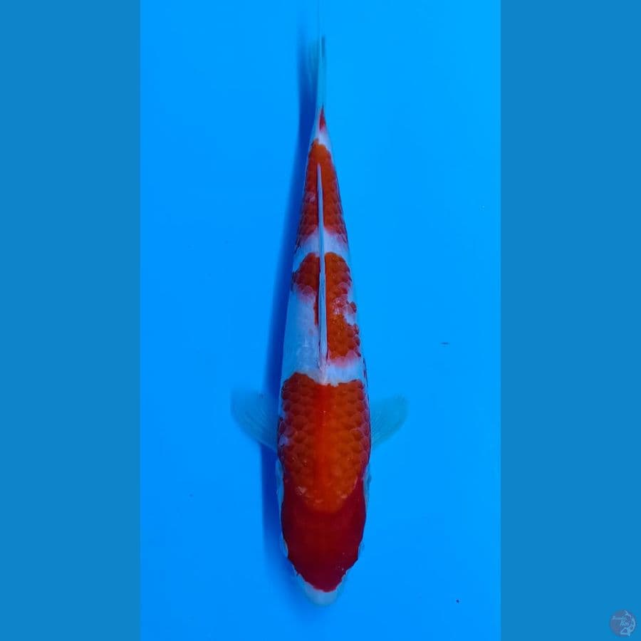 Kohaku sz 30bu