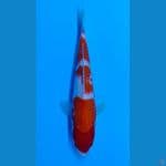 Kohaku sz 30bu