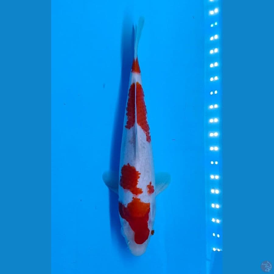 Kohaku sz 27cm