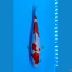 Kohaku sz 27cm