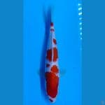 Kohaku sz 30Bu