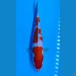 Kohaku sz 29cm