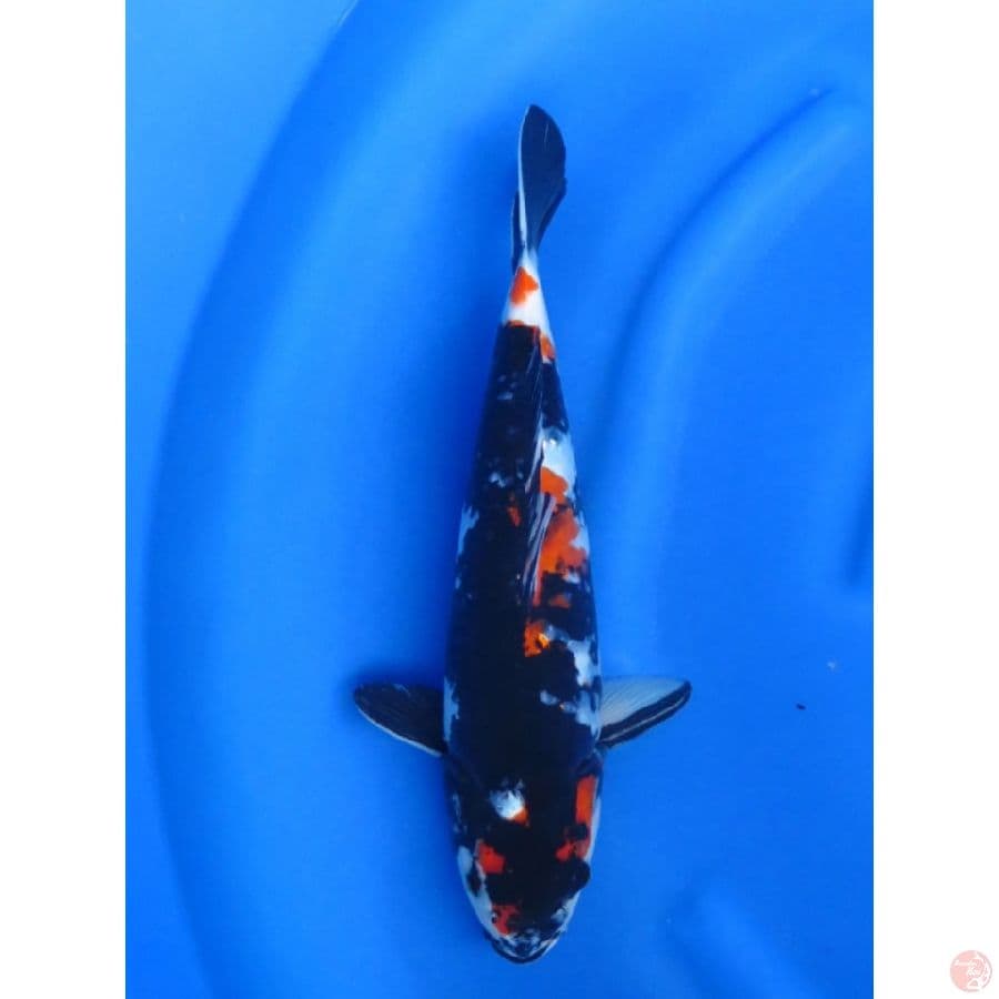 39cm , Showa Jet Black