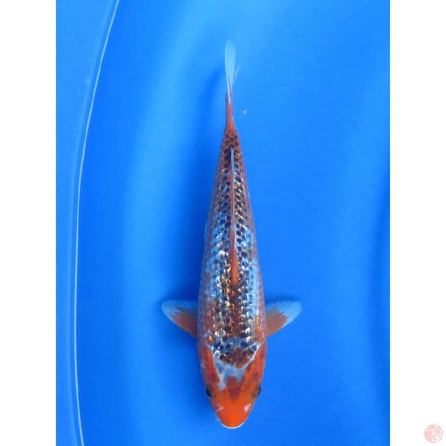 24cm , Unique