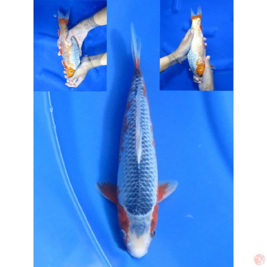 30cm , Asagi Jantan