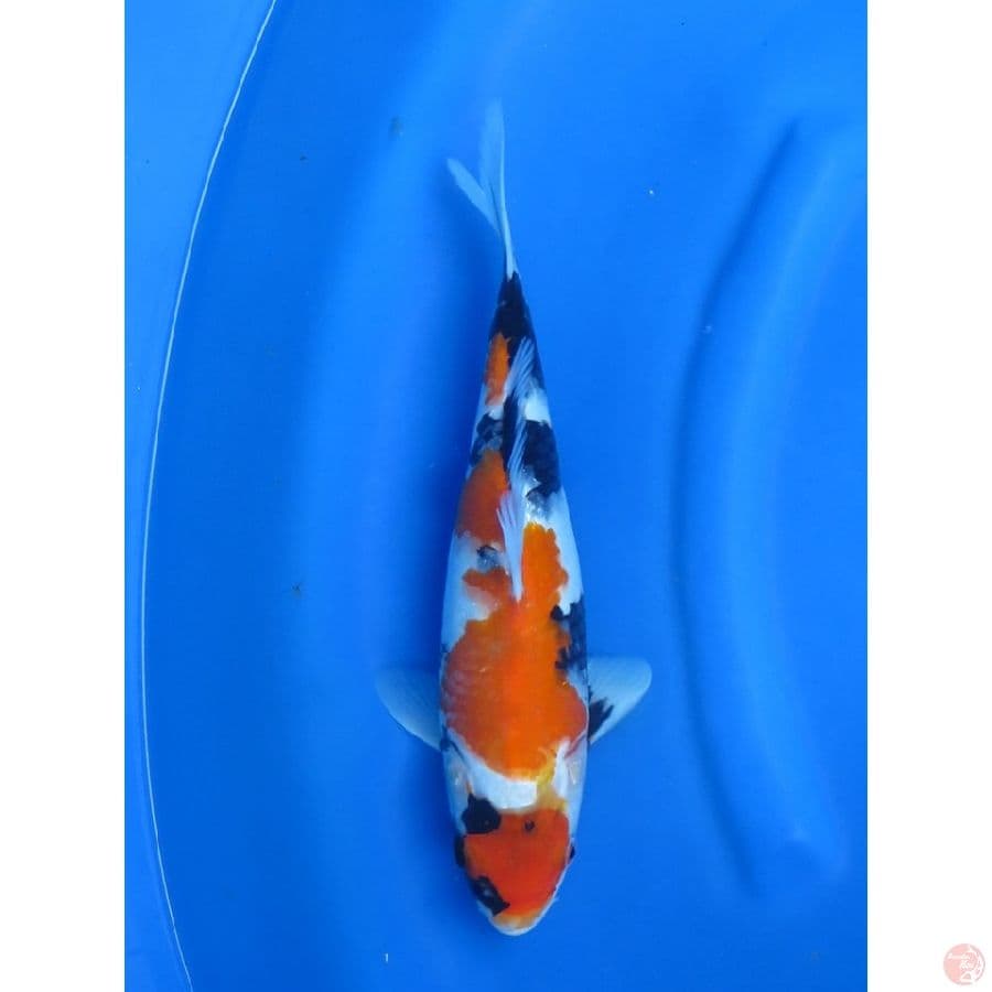 35cm , Maruten Showa