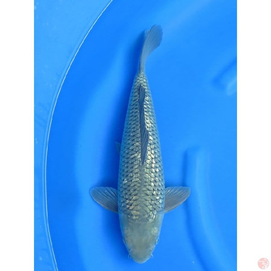 41cm , Soragoi Ginrin