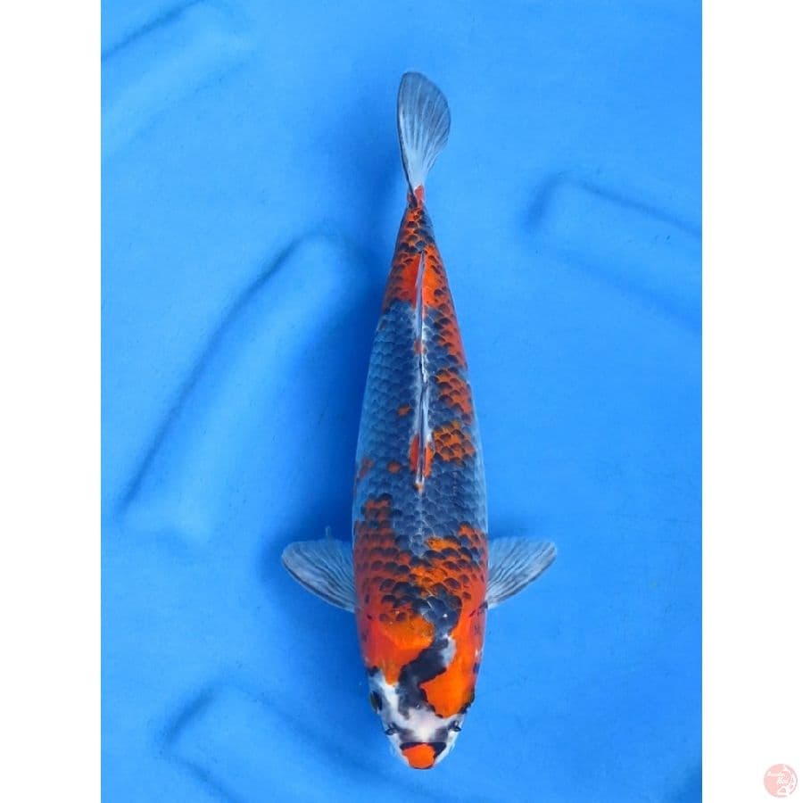 34cm , Kuro Goshiki Tategoi