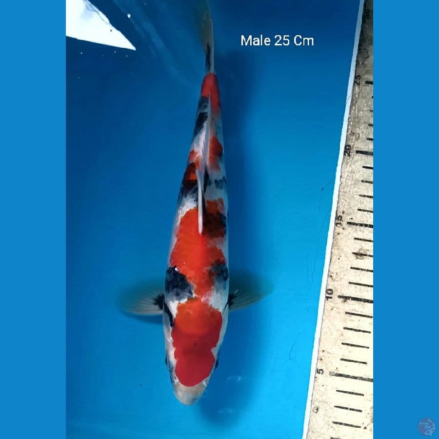 Showa Prospek, Male 25 Cm