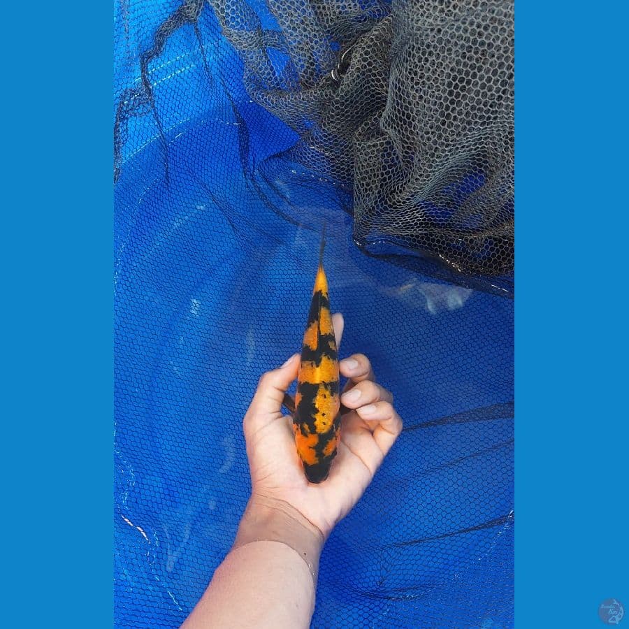 ki utsuri 20cm male SQ