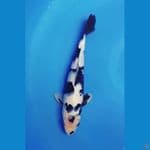 Shiro Utsuri 30cm male