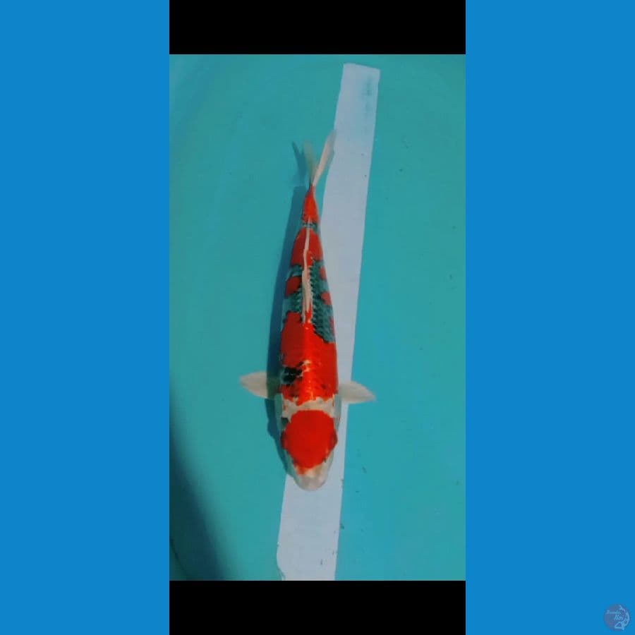 gosiki 