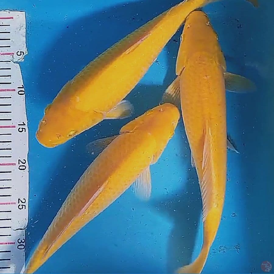 karashi corn 34-36 cn