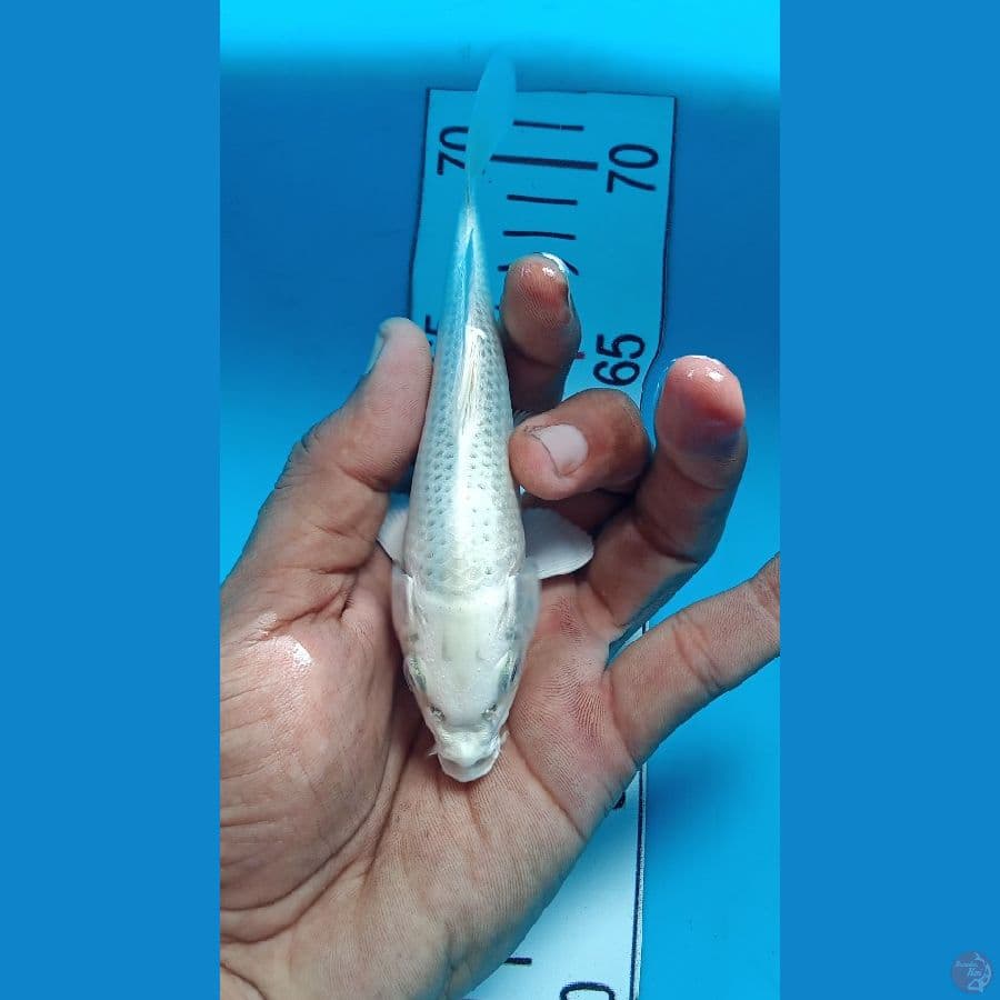 hikari mujimono 14 cm siap kontes show