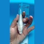 hikari mujimono 14 cm siap kontes show