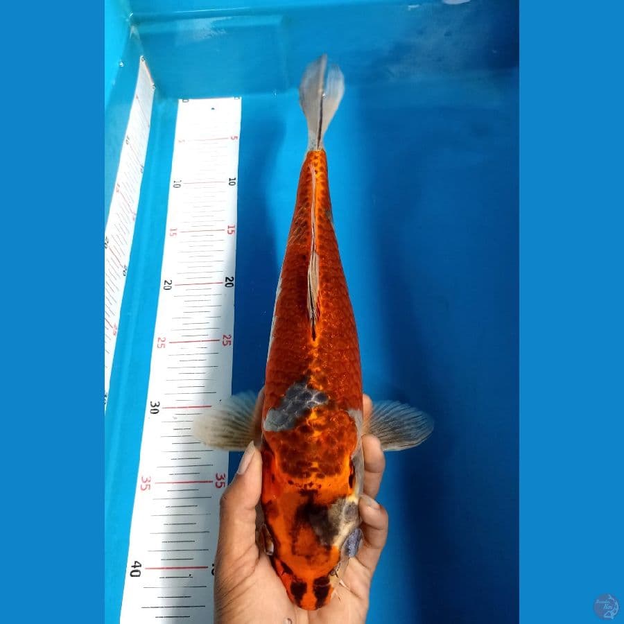 Ghosiki 40BU