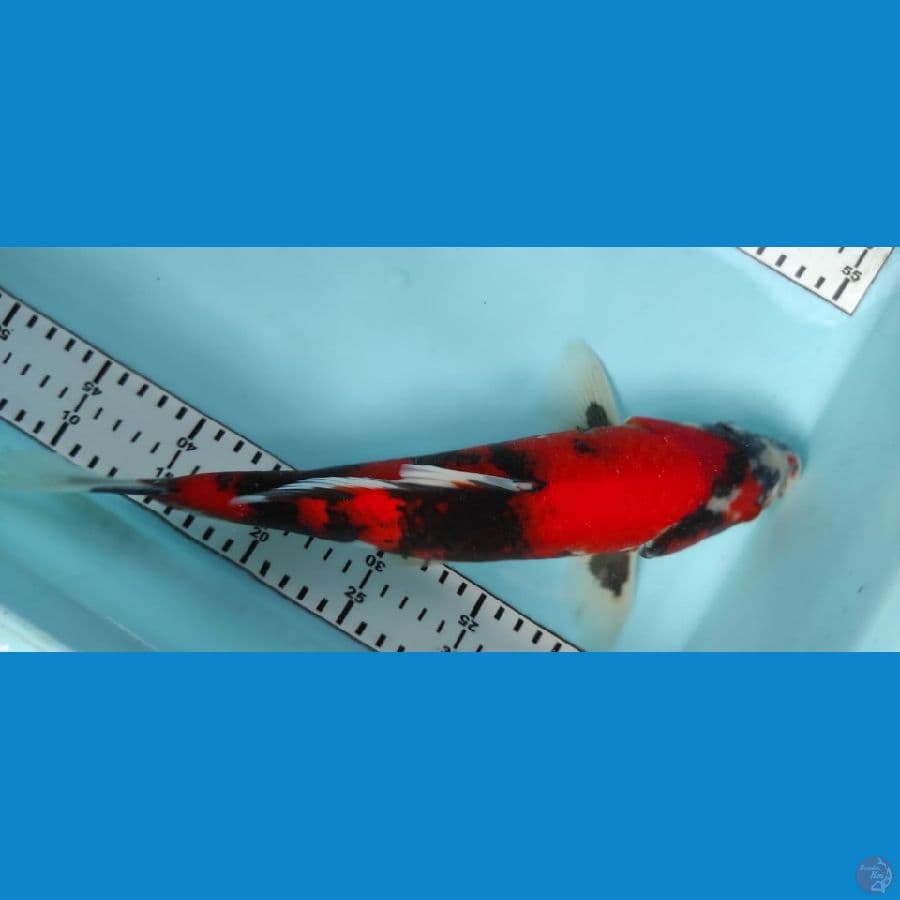 showa 34cm jantan