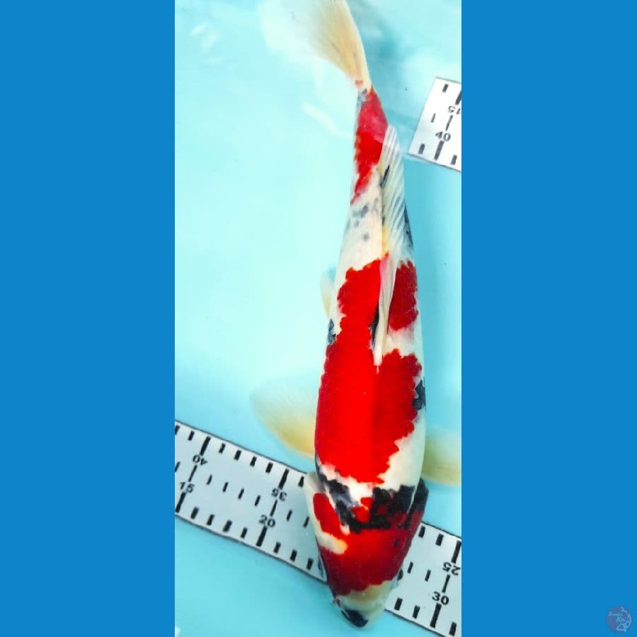 36cm showa jantan