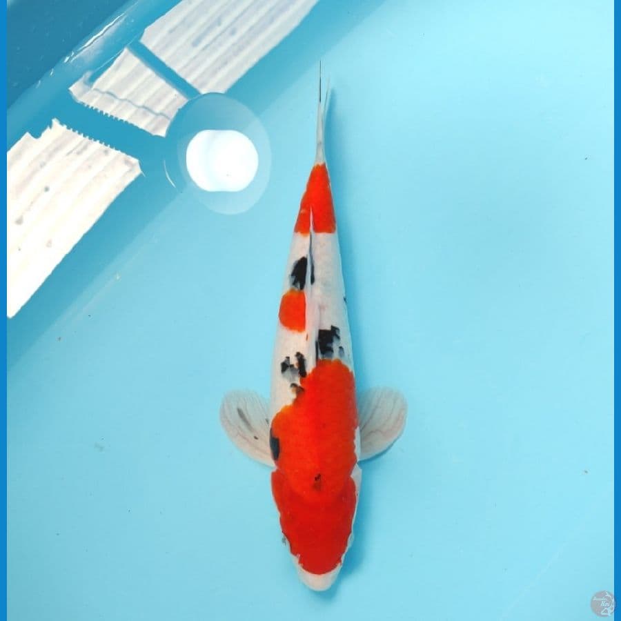 SANKE 35 CM - MALE 