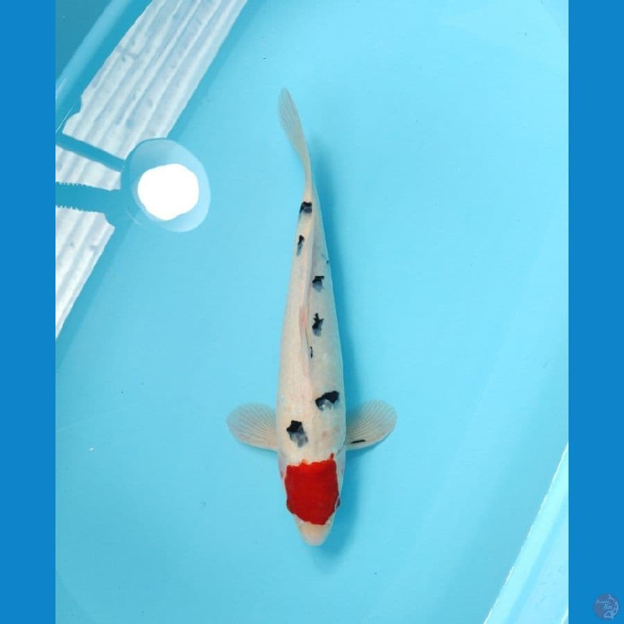 TANCHO SANKE 40 CM - MALE 