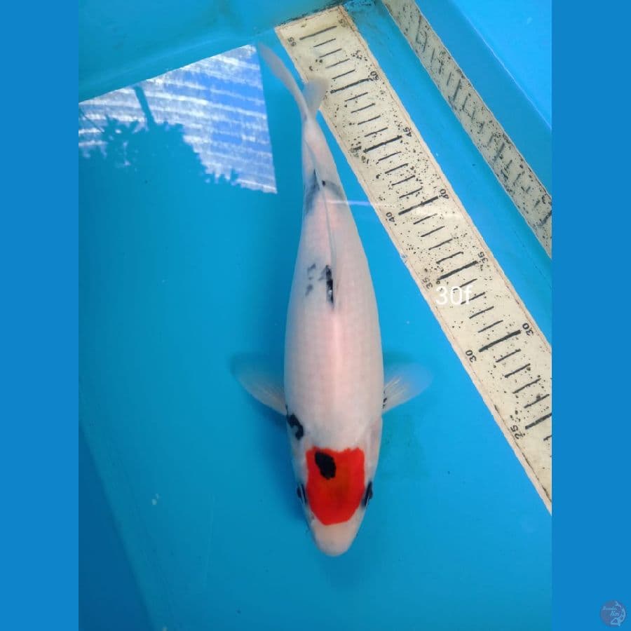 tategoi tanco showa 30cm m
