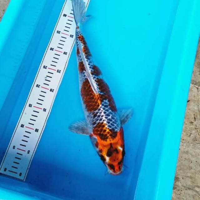 Kujaku.size.40bu
