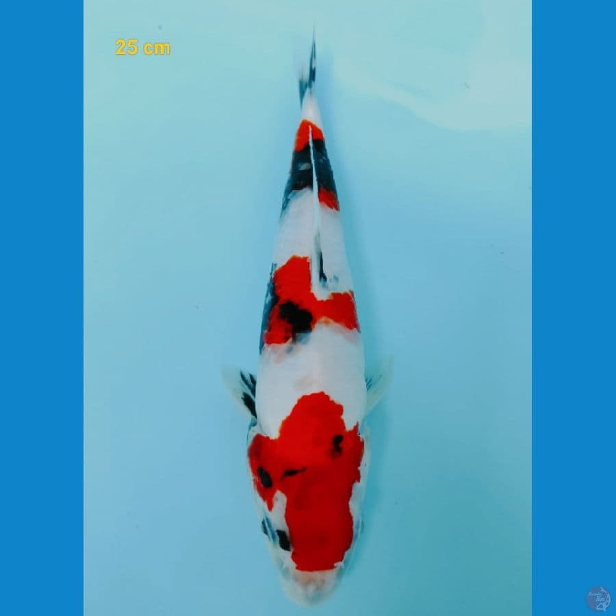 SQ showa 25 cm