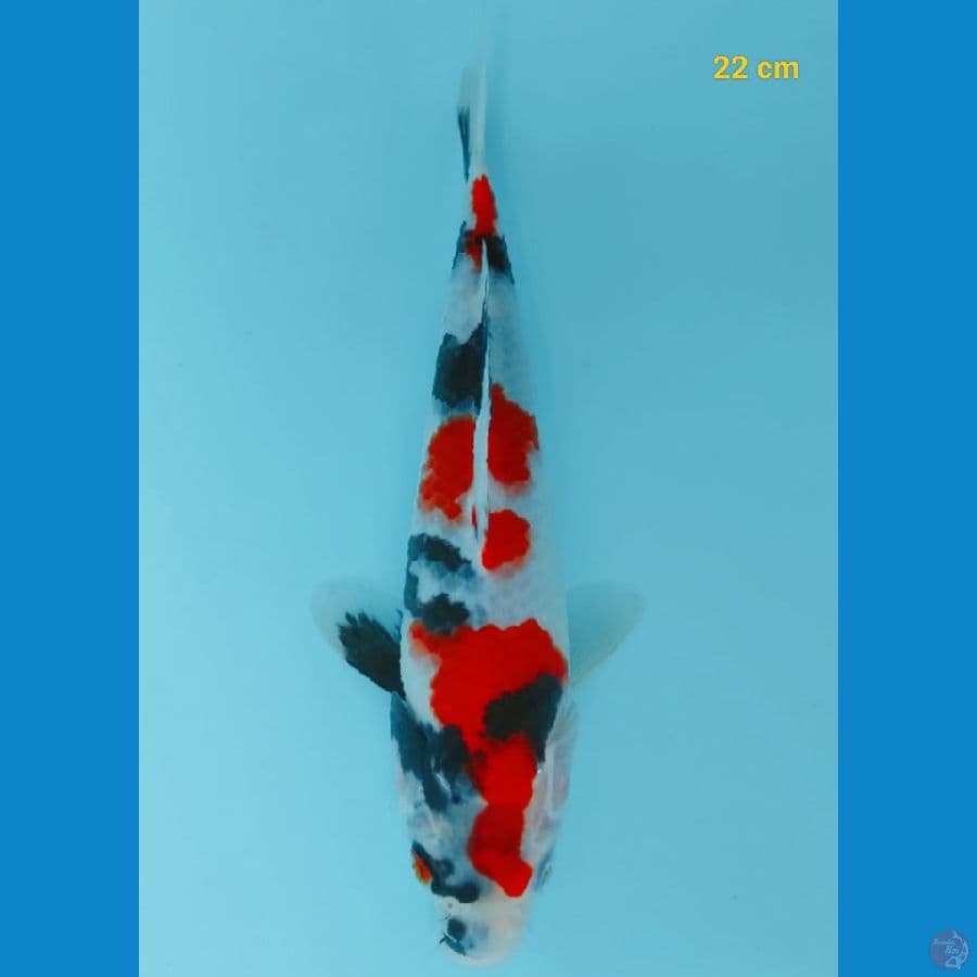 SQ Showa 22 cm