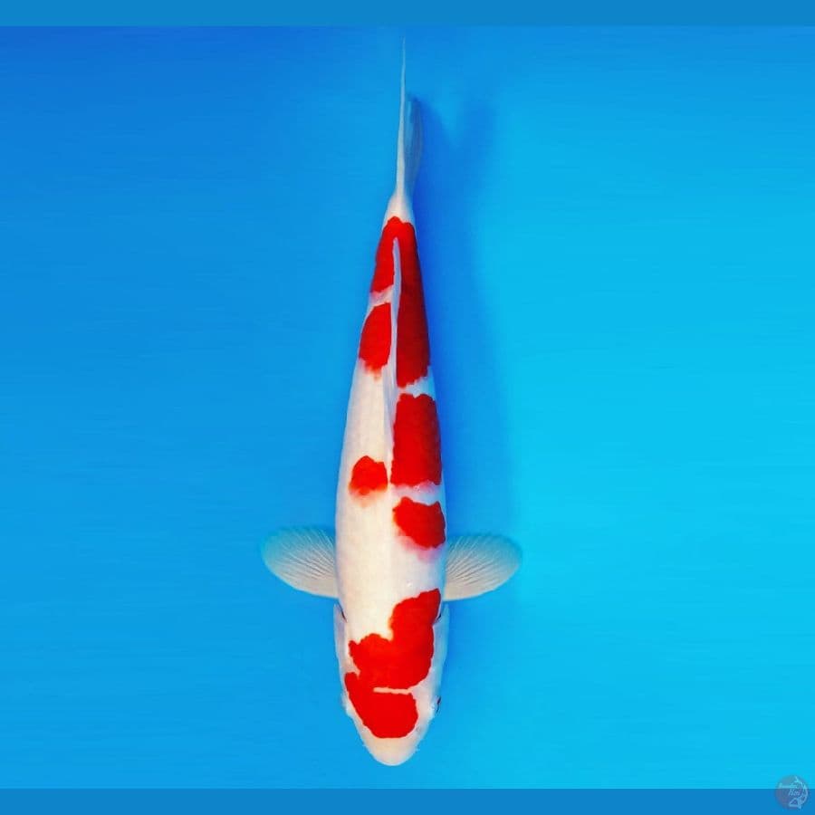 TENJI 4 ~ Kohaku 36 cm/fm ™
