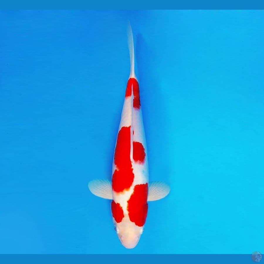 TENJIN 6 ~ Kohaku 34 cm/male ™