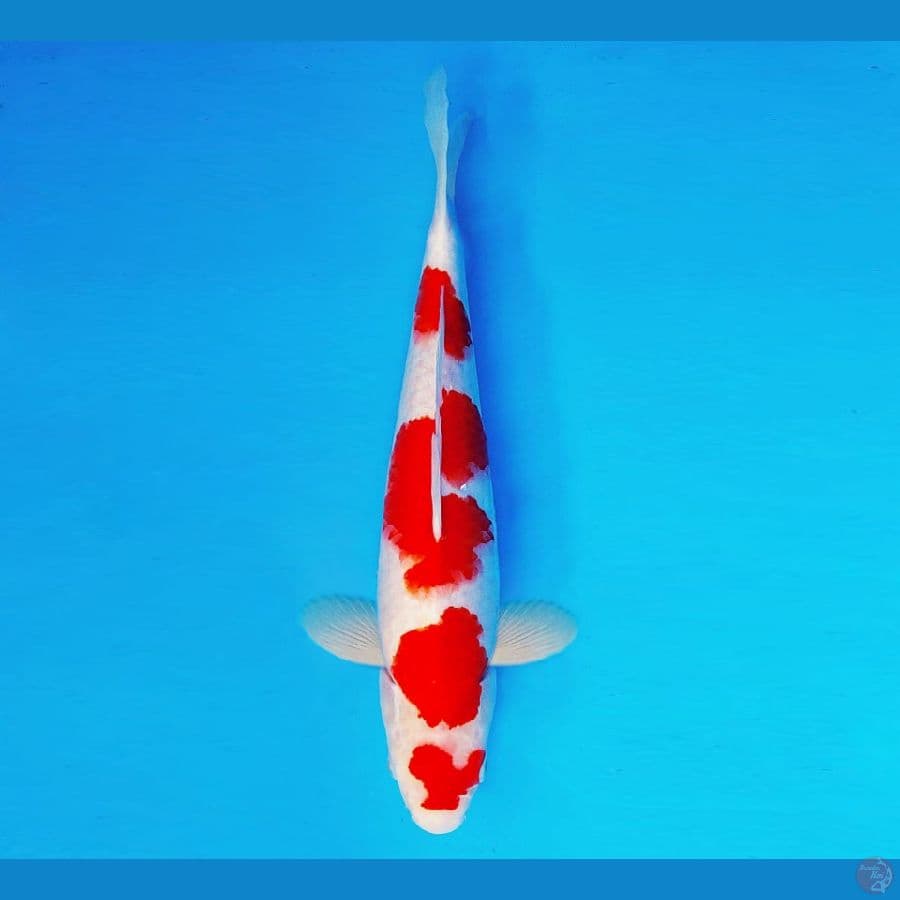 TENJIN 8 ~ Kohaku 37 cm/male ™
