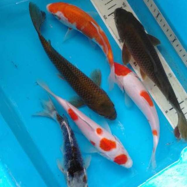 Mix 5ekor 20-25cm