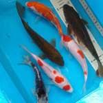 Mix 5ekor 20-25cm
