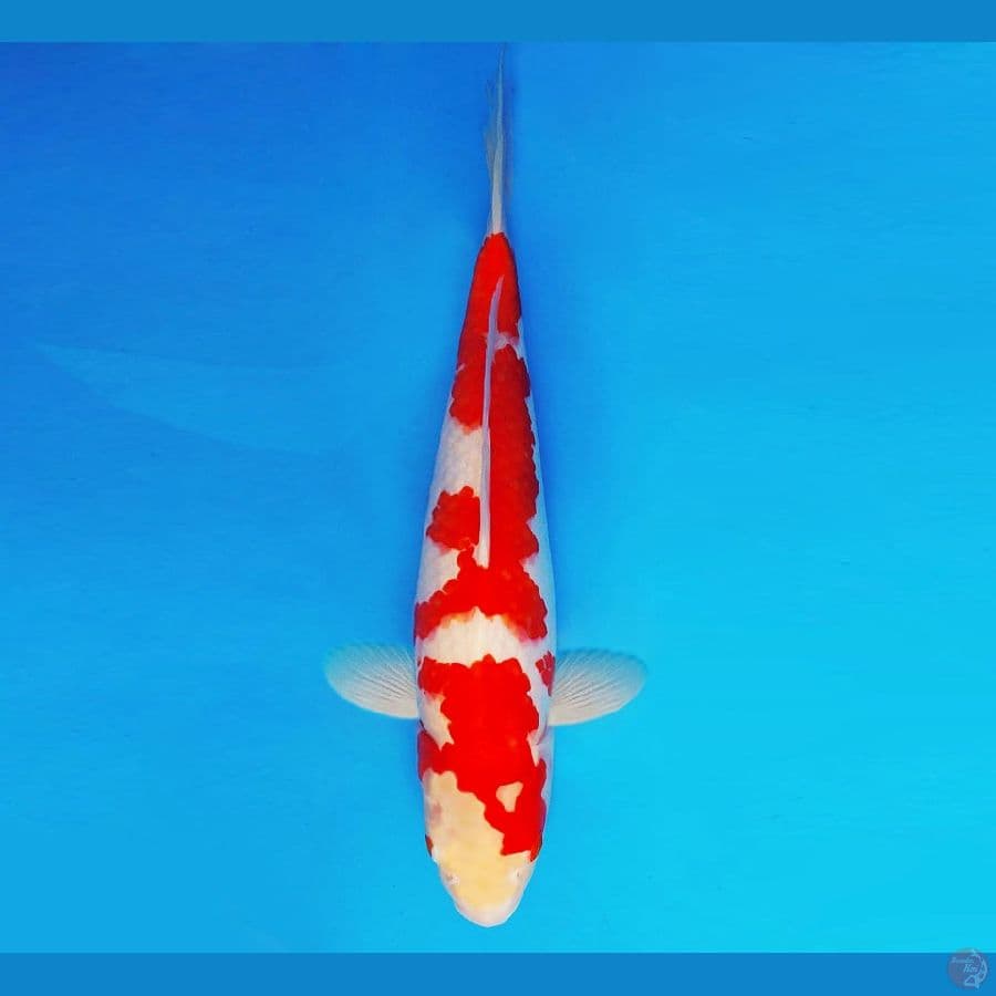 TENJIN 13 ~ Ai Goromo 39 cm/fm ™