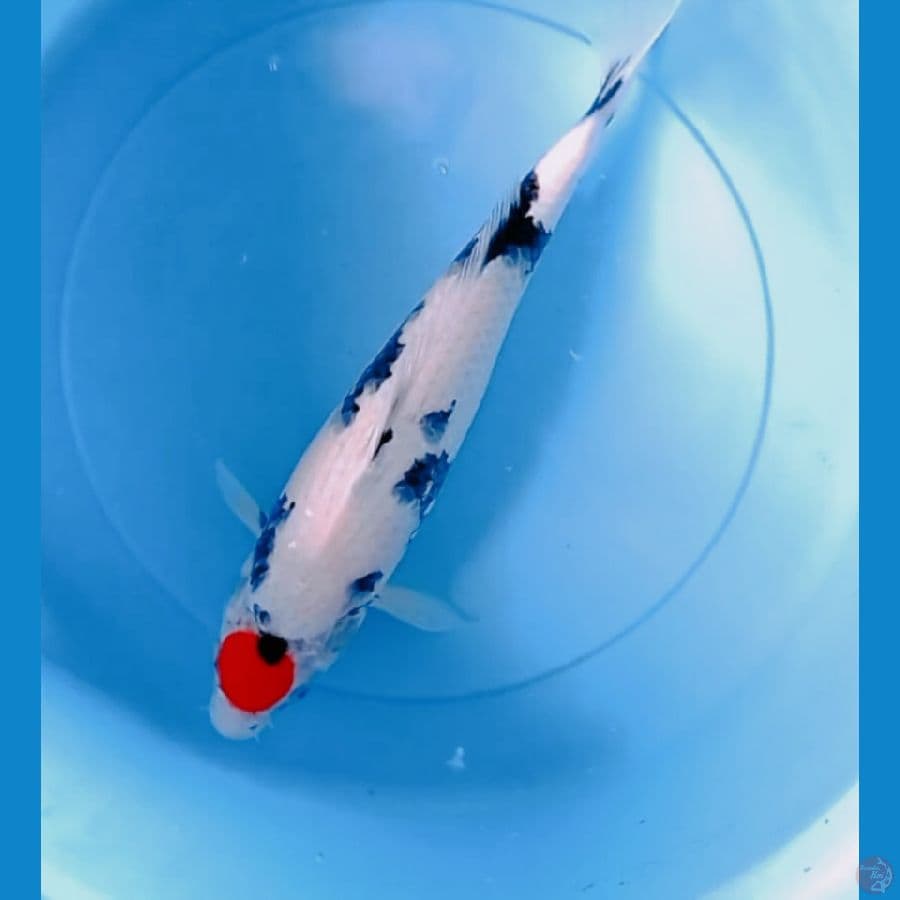 Tancho showa 38 cm 