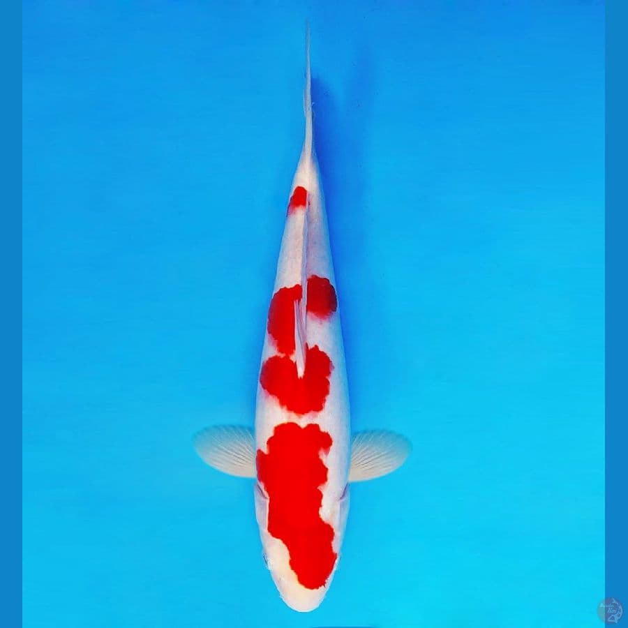 TENJIN 15 ~ Kohaku 35 cm/male ™