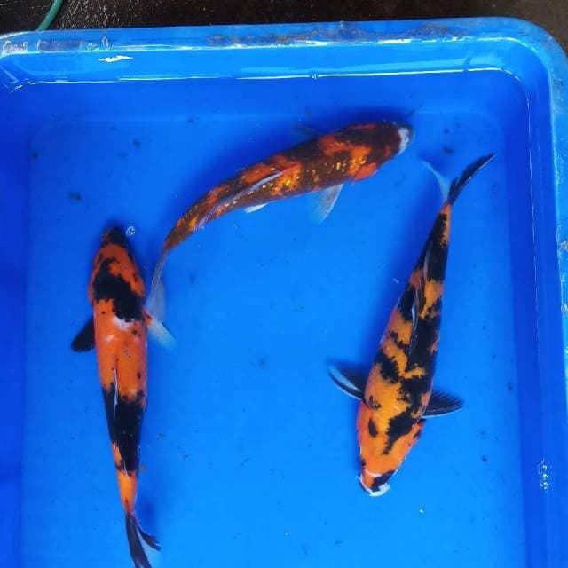 Trio