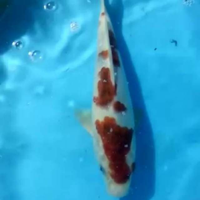 Ai goromo