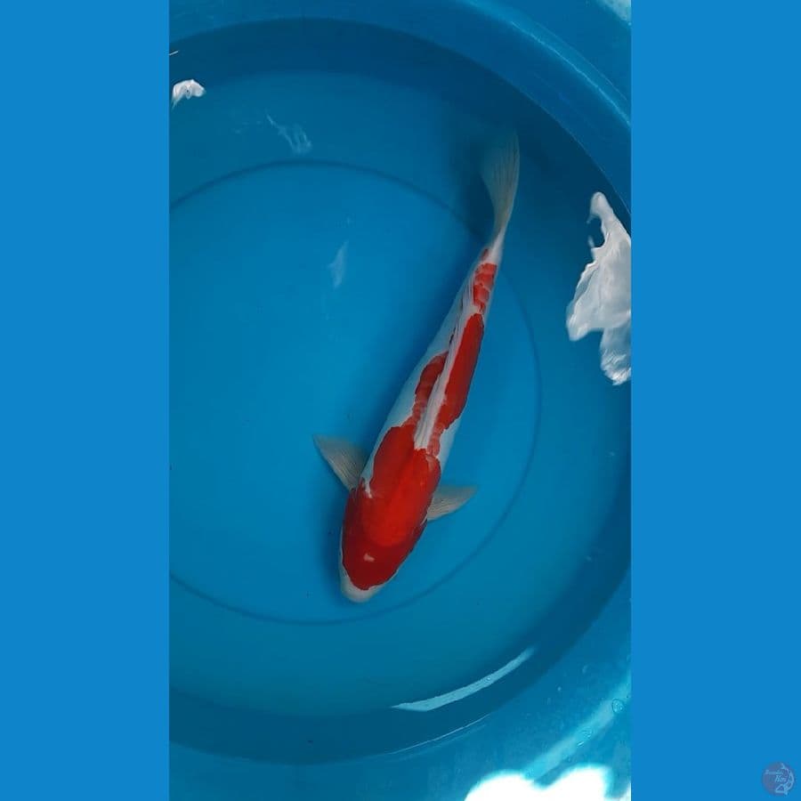 kohaku doits