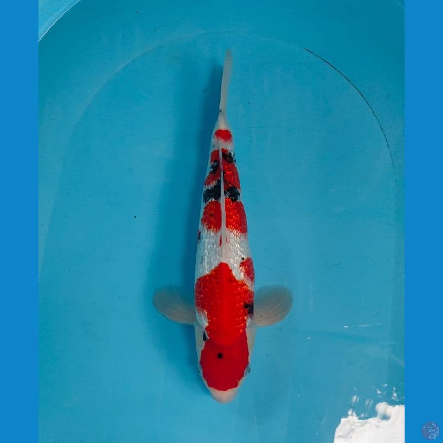 sanke ginrin ±35cm male