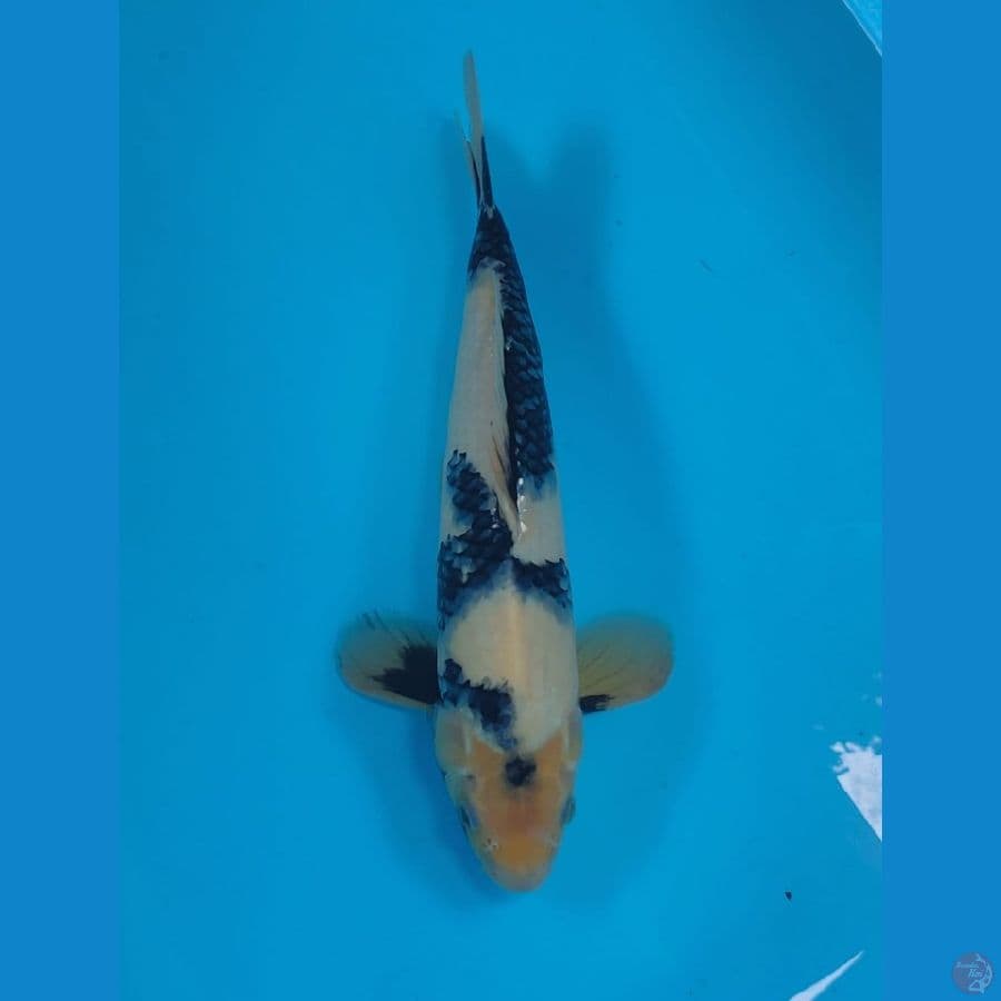 shiro ±36cm