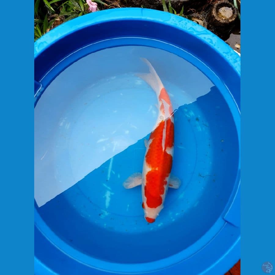 kohaku kucibeni size 43